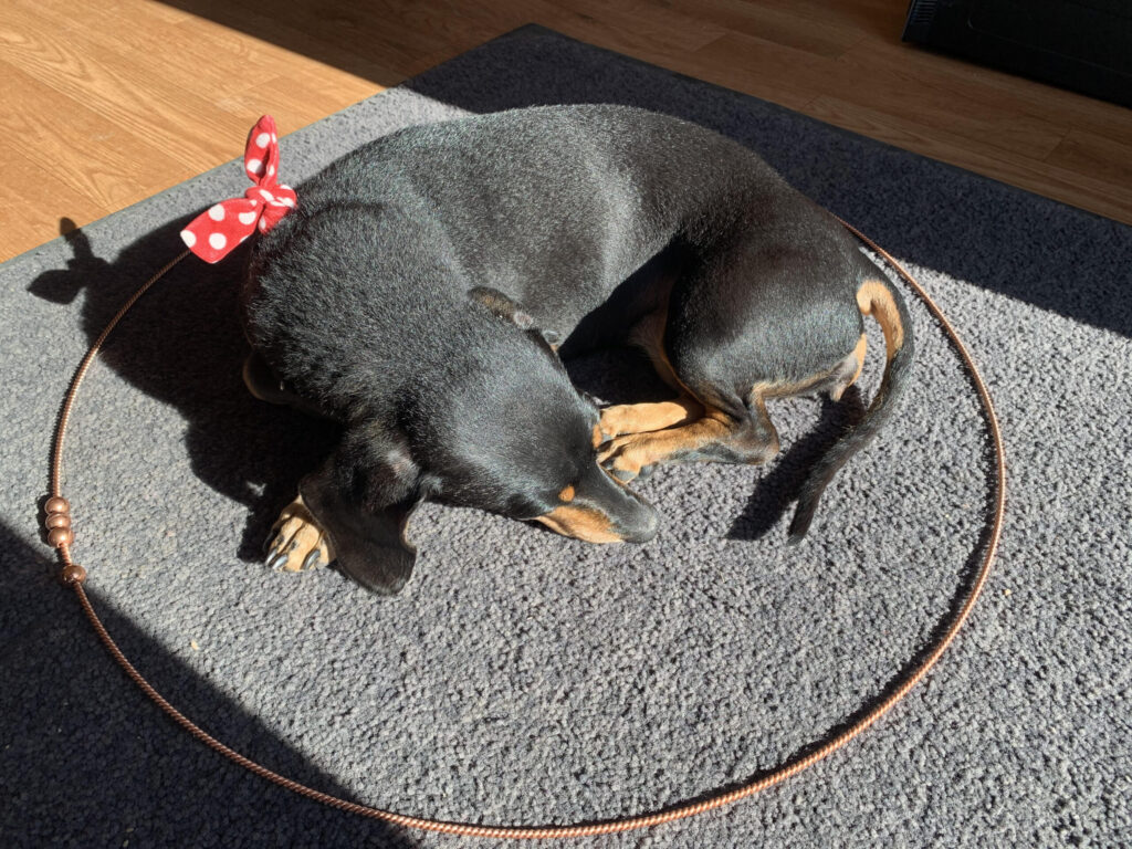 dachshund inside of a 3-1/2 cubit ring